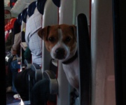Dog Training Aids